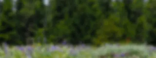 Blurry image of a field with colorful wildflowers and tall trees in the background.